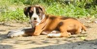Boxer Puppies for sale in Huntington, WV, USA. price: $600
