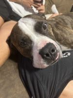 Boxer Puppies for sale in Columbia, MO, USA. price: $20