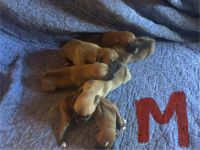 Boxer Puppies for sale in Wingate, NC 28174, USA. price: $350