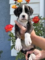 Boxer Puppies for sale in Norco, CA 92860, USA. price: $1,800