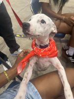 Boxer Puppies for sale in Houston, TX, USA. price: $50