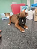Boxer Puppies for sale in Cincinnati, OH 45205, USA. price: $600