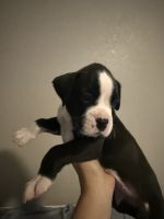 Boxer Puppies for sale in Fort Myers, FL 33993, USA. price: $800
