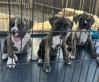 Boxer Puppies for sale in Phelan, CA 92371, USA. price: $500