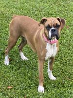 Boxer Puppies for sale in Brunswick, GA 31525, USA. price: $500