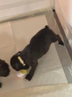 Boxer Puppies for sale in Stokesdale, NC, USA. price: $1,000