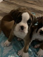 Boxer Puppies for sale in Norton, MA 02766, USA. price: $1,500