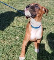 Boxer Male puppies