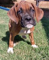 Boxer Male puppies