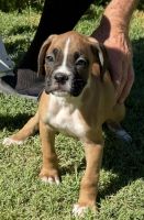 Boxer Male puppies
