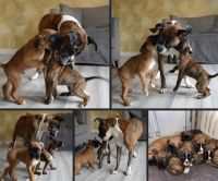 Boxer Puppies for sale in Yorktown, TX 78164, USA. price: $850