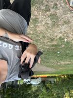 Boxer Puppies for sale in Ballengee, WV 24981, USA. price: $550