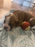 Boxer puppies for sale