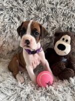 Boxer puppies