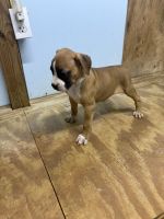 Boxer Puppies for sale in Russell Springs, KY 42642, USA. price: $550