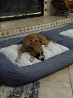 Meet Baylee, a loving Boxer mix