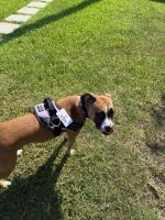 Meet Baylee, a loving Boxer mix