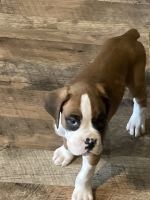 Boxer male puppy