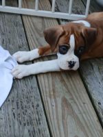 Boxer Puppies for sale in Norton, MA 02766, USA. price: $1,500
