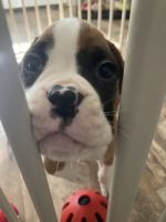 Boxer male puppy