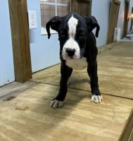 Boxer Puppies for sale in Russell Springs, KY 42642, USA. price: $800