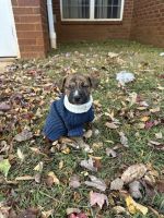 Boxer Puppies for sale in Dahlonega, GA 30533, USA. price: $500