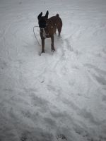 Boxer Puppies for sale in Oswego, NY 13126, USA. price: NA