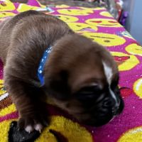 Boxer Puppies for sale in Bloomington, IL, USA. price: $900