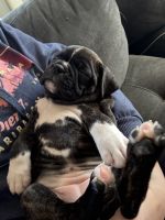 Boxer Puppies for sale in Graham, WA, USA. price: $800