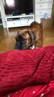 Boxer Puppies for sale in Vienna, Austria. price: 400 EUR
