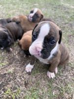 Boxer Puppies for sale in Bonifay, FL 32425, USA. price: $800