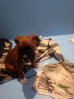 Boxer Puppies for sale in Delvinë District, Albania. price: NA
