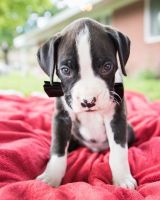 Beautiful Male and female boxer puppies