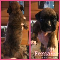 AKC BOXER PUPPIES
