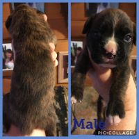 AKC BOXER PUPPIES
