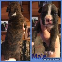 AKC BOXER PUPPIES