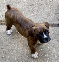 Reverse Sealed and brindle flashy Boxer puppies