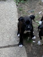 Reverse Sealed and brindle flashy Boxer puppies