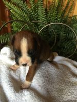 CKC Boxer Puppies