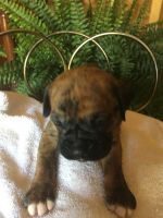 CKC Boxer Puppies