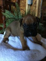 CKC Boxer Puppies