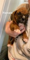 Full blood boxer puppies 200$