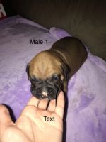 Boxer Puppies