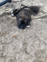 Handsome 6 week old male puppy