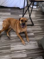 Boxer/Rottweiler mix