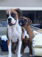 Female Boxer Pup