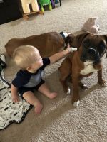 Female Boxer Pup