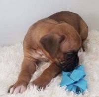 Boxer puppies for sale
