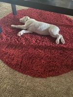 Adorable boxer mix puppy