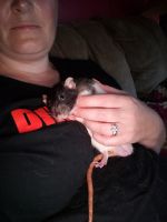 Brahma White-bellied Rat Rodents for sale in Pierson, MI 49339, USA. price: $7